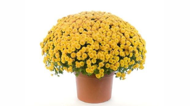 Yellow chrysanthemum in a terracotta pot isolated on a white background