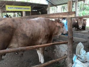 5 Sapi Gunungkidul Positif Antraks, Pemkab Wonogiri Awasi Perbatasan 5 Sapi Gunungkidul Positif Antraks, Pemkab Wonogiri Awasi Perbatasan