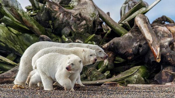 Karya Jawara BigPicture: Natural World Photography Bikin Takjub