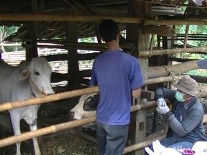 Bertambah, Jumlah Warga yang Positif Antraks di Gunungkidul Jadi 30 Orang