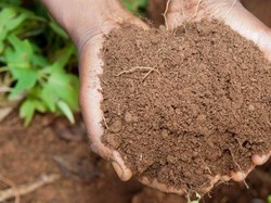 5 Jenis Pupuk yang Bagus untuk Tanaman Cabai Agar Hasil Panen Melimpah