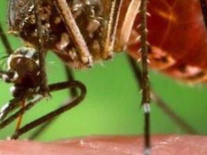 Kasus Demam Berdarah di Queensland Tengah Memicu Peringatan Wabah