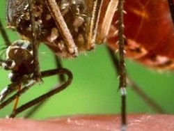 Kasus Demam Berdarah di Queensland Tengah Memicu Peringatan Wabah