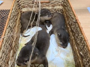 Ini Dugaan Motif Pelaku Selundupkan Berang-berang dan Kalajengking ke Rusia