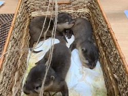 Ini Dugaan Motif Pelaku Selundupkan Berang-berang dan Kalajengking ke Rusia