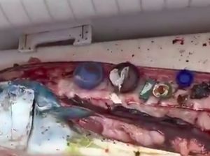 Chef Ini Temukan Banyak Sampah Plastik Dalam Perut Ikan yang Akan Dimasak