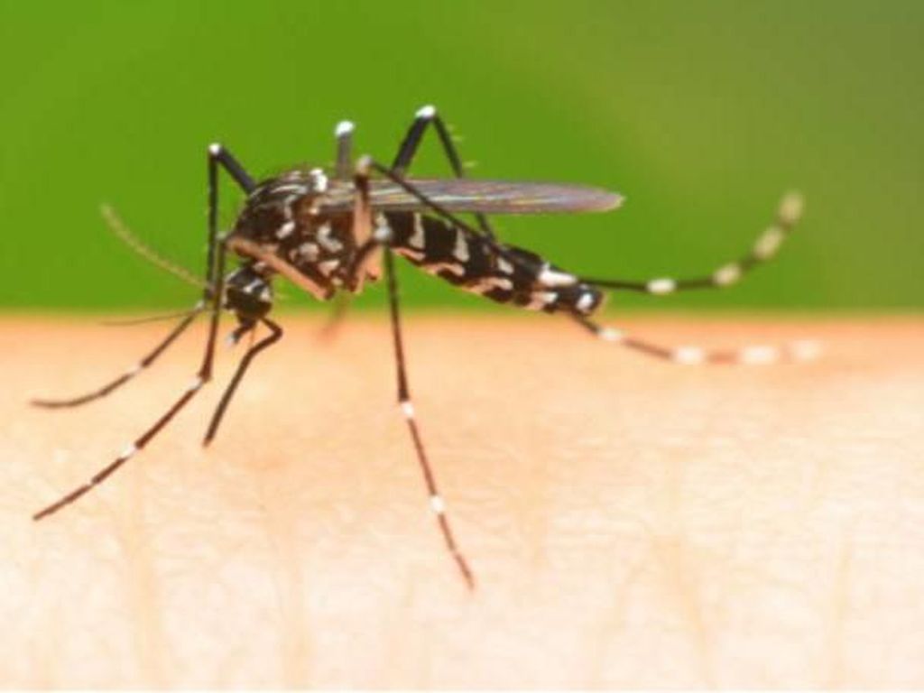 Demam Berdarah Dengue: Kenali dan Ini Pertolongan Pertamanya Demam Berdarah Dengue: Kenali dan Ini Pertolongan Pertamanya