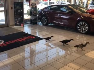 Diler Mobil Ini Adopsi Keluarga Bebek Diler Mobil Ini Adopsi Keluarga Bebek