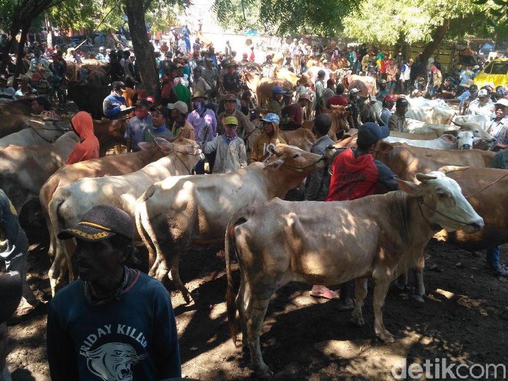 Harga Sapi Potong Mulai Merangkak Naik Mendekati Lebaran Harga Sapi Potong Mulai Merangkak Naik Mendekati Lebaran
