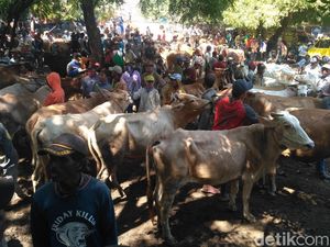 Harga Sapi Potong Mulai Merangkak Naik Mendekati Lebaran Harga Sapi Potong Mulai Merangkak Naik Mendekati Lebaran