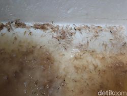 3 Fakta 42 Juta Bayi Lobster yang Diekspor Era Edhy Prabowo