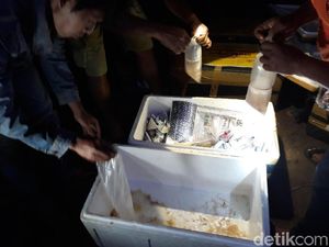 Susi Ungkap Penyelundupan Benih Lobster: Rp 115 Juta Sekali Kirim