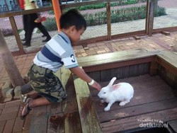 Di Serpong Ada Wisata City Farm, Tahu?