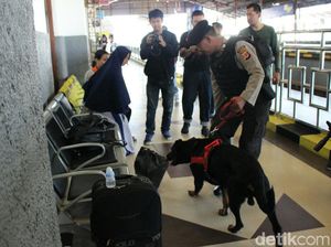 Anjing Pelacak Siaga di Stasiun Cirebon Selama Musim Mudik