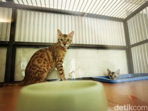Kucing Tetangga Suka BAB di Rumah Saya, Bisakah Saya Gugat Pemiliknya?