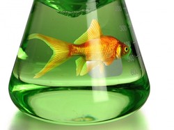 Setelah Daging, Kini Peneliti Bikin Ikan Imitasi Tanpa Duri