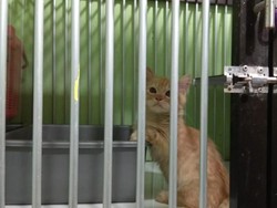 Penitipan Hewan Ketiban Rezeki Nomplok saat Mudik