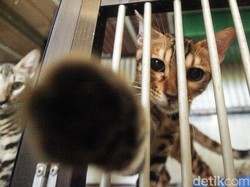 5 Fakta Video Pria Makan Kucing Hidup-hidup yang Viral