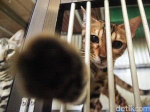 5 Fakta Video Pria Makan Kucing Hidup-hidup yang Viral 5 Fakta Video Pria Makan Kucing Hidup-hidup yang Viral