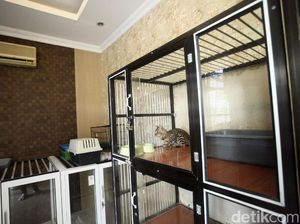 Hewan Peliharaan Sebaiknya Tak Dibawa Mudik, Ini Alasannya Hewan Peliharaan Sebaiknya Tak Dibawa Mudik, Ini Alasannya