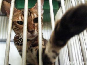 Jelang Lebaran, Hotel Kucing Ramai Dibooking Jelang Lebaran, Hotel Kucing Ramai Dibooking