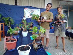 Pehobi Bonsai Kelapa Mulai Eksis di Pangandaran