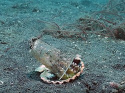 Sedih, Gurita Ini Pakai Gelas Plastik Untuk Tempat Berlindung