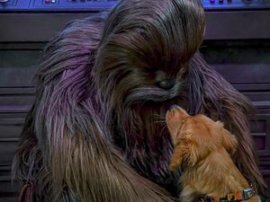 Foto Viral Anjing Pemandu Bertemu Chewbacca Star Wars Foto Viral Anjing Pemandu Bertemu Chewbacca Star Wars