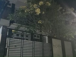 Kata Ketua RT soal Sosok Jerry D Gray yang Ditangkap Hina Jokowi