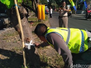 Motor Tabrak Pohon, 2 Santri di Situbondo Tewas dan 1 Kritis