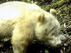 Untuk Pertama Kalinya Panda Albino Terekam Kamera
