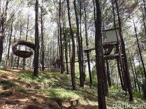 4 Hutan Pinus di Bantul yang Mirip Lokasi Film Tilik 4 Hutan Pinus di Bantul yang Mirip Lokasi Film Tilik