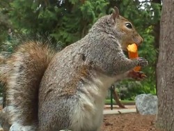 Gemasnya Aksi Tupai yang Nongkrong di Taman Agar Diberi Snack
