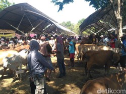 Situbondo Bentuk Tim Antisipasi Antraks Jelang Lebaran