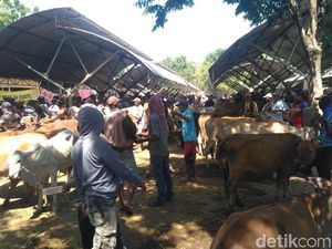 Situbondo Bentuk Tim Antisipasi Antraks Jelang Lebaran Situbondo Bentuk Tim Antisipasi Antraks Jelang Lebaran