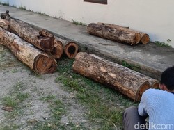 Polisi Hutan Madiun Amankan Tiga Pembalak Kayu Sonokeling