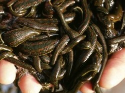 Wow, Harga Lintah di Pasar Ekspor Capai Rp 9.900 per Ekor!