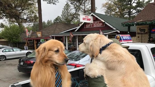 Foto: Walikota di Daerah Ini... Seekor Anjing