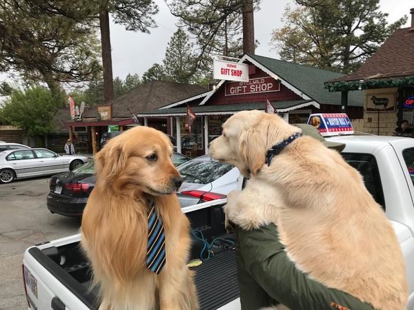 Foto: Walikota di Daerah Ini... Seekor Anjing