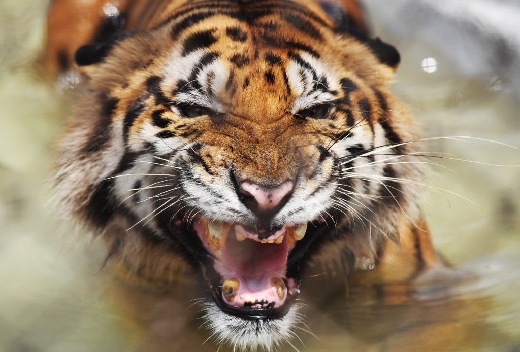 A Bengal tiger reacts while cooling off in a pond inside a cage during a hot summer day at Alipore Zoological Garden in Kolkata on June 20, 2018. - The Bengal tiger was recovered injured from the Sundarbans area bordering Bangladesh and has since lost some of its teeth due to aging. Zoo authorities have taken different measures starting from different summer diets, provided fans or incresed the water sources in the cages to keep the animala cool in this season. (Photo by Dibyangshu SARKAR / AFP)