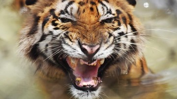 Tragedi di Yorkshire Wildlife Park: Terobos Kandang Harimau, Seorang Pria Tewas Akibat Serangan Fatal