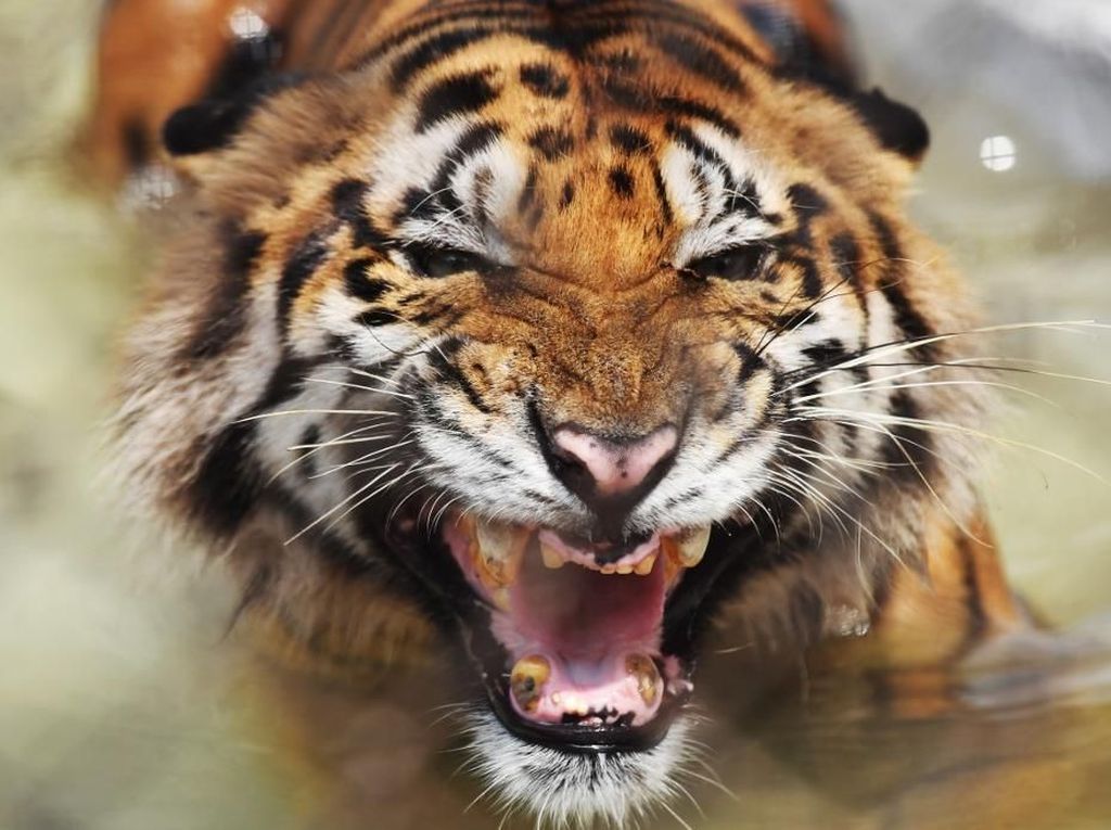 Penyataan Menteri India Mau Musnahkan Harimau Benar-benar Bikin Emosi! Penyataan Menteri India Mau Musnahkan Harimau Benar-benar Bikin Emosi!