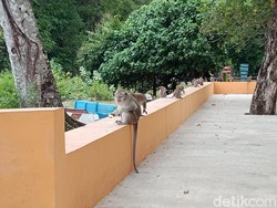 Kawanan Kera Cagar Alam Jarah Isi Kulkas Warga Pangandaran