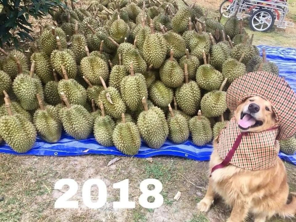 Kenalan Sama Jubjib, Pemanen Durian Paling Cute Sedunia Kenalan Sama Jubjib, Pemanen Durian Paling Cute Sedunia