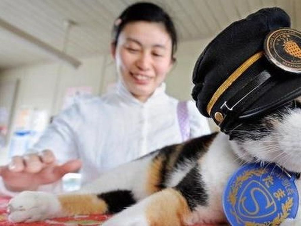 Saat Seekor Kucing Jadi Kepala Stasiun Kereta Api di Jepang Saat Seekor Kucing Jadi Kepala Stasiun Kereta Api di Jepang