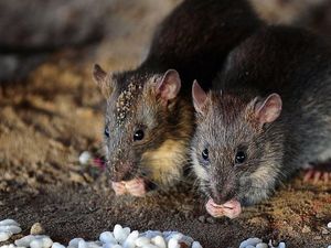 Kota di Kanada Bebas dari Hama Tikus, Bagaimana Caranya? Kota di Kanada Bebas dari Hama Tikus, Bagaimana Caranya?