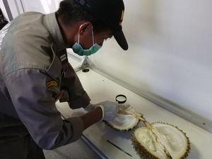Durian Indonesia Asal Malang dan Lumajang Tembus Pasar Vietnam Durian Indonesia Asal Malang dan Lumajang Tembus Pasar Vietnam