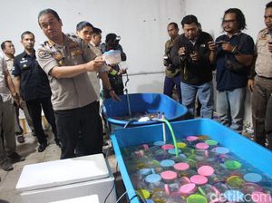 Penyelundupan Baby Lobster Senilai Rp 5,4 Miliar Digagalkan