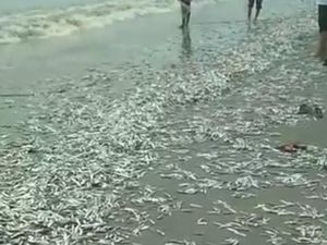 Ratu Kidul, Tsunami, dan Fishing Ground