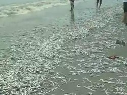 Ratu Kidul, Tsunami, dan Fishing Ground